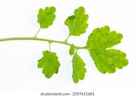 Attēlu rezultāti vaicājumam “Chelidonium majus leaf”