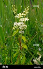 Attēlu rezultāti vaicājumam “Filipendula ulmaria  flower”