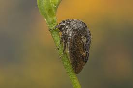Attēlu rezultāti vaicājumam “Centrotus cornutus”