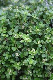 Attēlu rezultāti vaicājumam “Depressaria olerella imago”