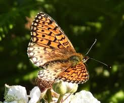 Attēlu rezultāti vaicājumam “Boloria eunomia upperside”