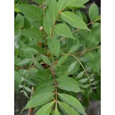 Attēlu rezultāti vaicājumam “Phellodendron amurense leaf”