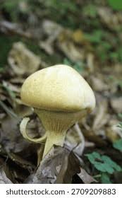 Attēlu rezultāti vaicājumam “Phaeolepiota aurea”