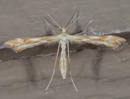 Attēlu rezultāti vaicājumam “Gillmeria pallidactyla”