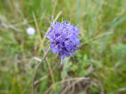 Image result for Succisa pratensis