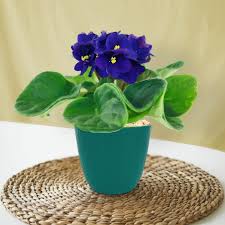 Image result for Saintpaulia ionantha Culitvar