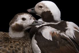 Attēlu rezultāti vaicājumam “Clangula hyemalis male”