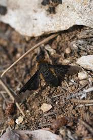 Attēlu rezultāti vaicājumam “Hemipenthes morio”