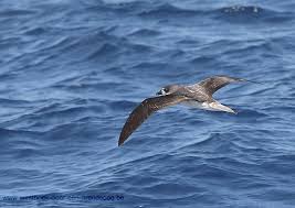 Image result for Pterodroma feae