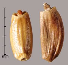 Attēlu rezultāti vaicājumam “Cirsium arvense fruit”