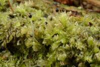 Attēlu rezultāti vaicājumam “Lophocolea heterophylla”