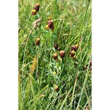 Attēlu rezultāti vaicājumam “Trifolium spadiceum”