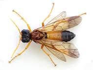 Attēlu rezultāti vaicājumam “Tenthredo campestris”