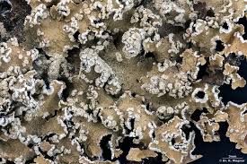 Attēlu rezultāti vaicājumam “Cetrelia olivetorum”