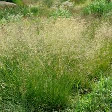 Attēlu rezultāti vaicājumam “Deschampsia cespitosa bud”