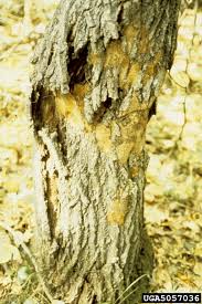 Attēlu rezultāti vaicājumam “Phellinus robustus”