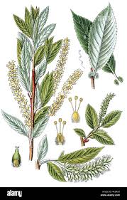 Attēlu rezultāti vaicājumam “Salix triandra”