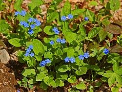 Image result for Omphalodes verna