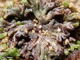 Attēlu rezultāti vaicājumam “Riccia canaliculata”