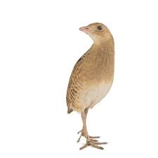 Image result for Crex crex