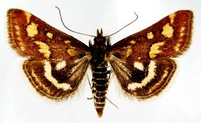 Attēlu rezultāti vaicājumam “Pyrausta purpuralis”