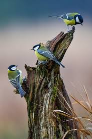 Attēlu rezultāti vaicājumam “Parus major”