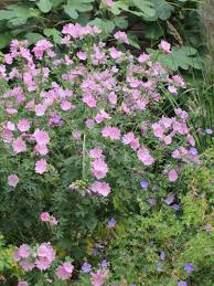 Image result for Malve