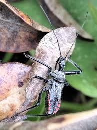 Attēlu rezultāti vaicājumam “Rhynocoris annulatus nymph”