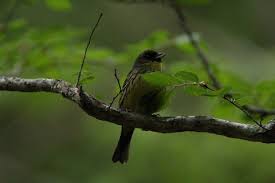 Image result for Emberiza spodocephala