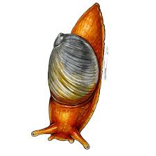 Attēlu rezultāti vaicājumam “Succinea”