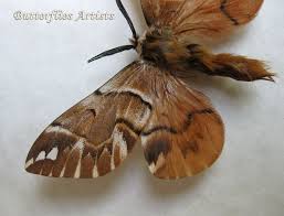 Attēlu rezultāti vaicājumam “Endromis versicolora”