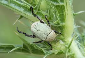 Attēlu rezultāti vaicājumam “Hoplia parvula”