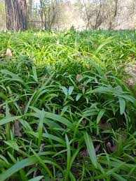 Image result for Bärlauch