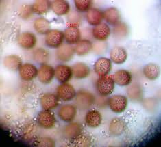 Attēlu rezultāti vaicājumam “Physarum pseudoalexandrowiczii macro”