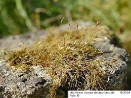 Attēlu rezultāti vaicājumam “Serpoleskea subtilis”