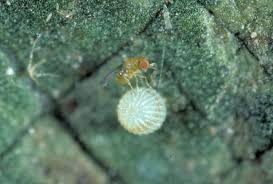 Attēlu rezultāti vaicājumam “Dicyphus sp.”