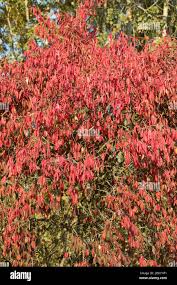 Attēlu rezultāti vaicājumam “Euonymus europaeus leaf”
