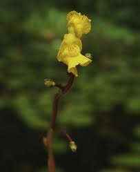 Attēlu rezultāti vaicājumam “Utricularia vulgaris flower”