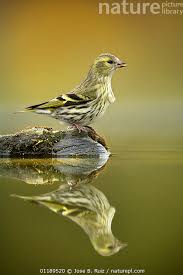 Attēlu rezultāti vaicājumam “Carduelis spinus female”