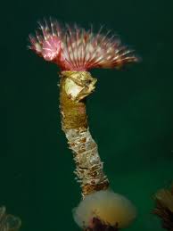 Attēlu rezultāti vaicājumam “Didymium serpula young”