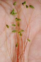 Attēlu rezultāti vaicājumam “Pohlia sphagnicola”