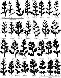Attēlu rezultāti vaicājumam “Botrychium matricariifolium”