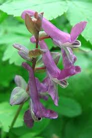 Attēlu rezultāti vaicājumam “Corydalis cava fruit”