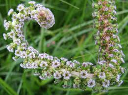 Attēlu rezultāti vaicājumam “Triglochin palustre flower”