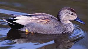 Attēlu rezultāti vaicājumam “Anas strepera”