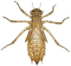 Attēlu rezultāti vaicājumam “Epitheca bimaculata”