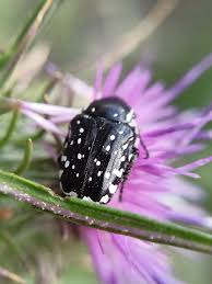 Attēlu rezultāti vaicājumam “Oxythyrea funesta”