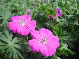 Attēlu rezultāti vaicājumam “Geranium sanguineum”