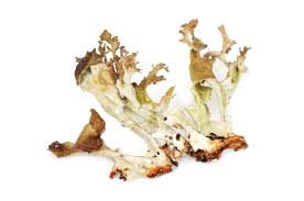 Attēlu rezultāti vaicājumam “Cetraria islandica”