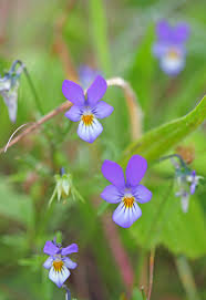 Attēlu rezultāti vaicājumam “Viola tricolor subsp. curtisii bud”